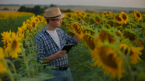 A-boy-among-tall-sunflowers-writes-down-their-features-on-his-iPad.-He-is-preparing-a-scientific-work-in-biology.
